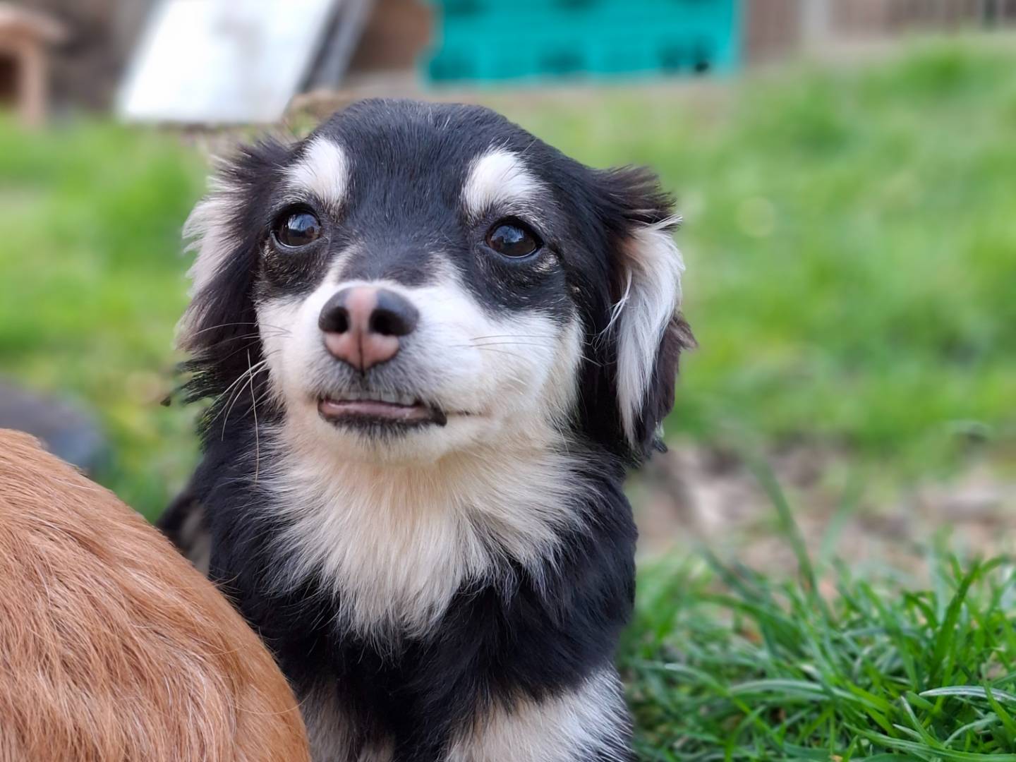 Adozione cane, femmina, Razza sconosciuta Razza sconosciuta, 8 mesi, taglia piccola, Asti