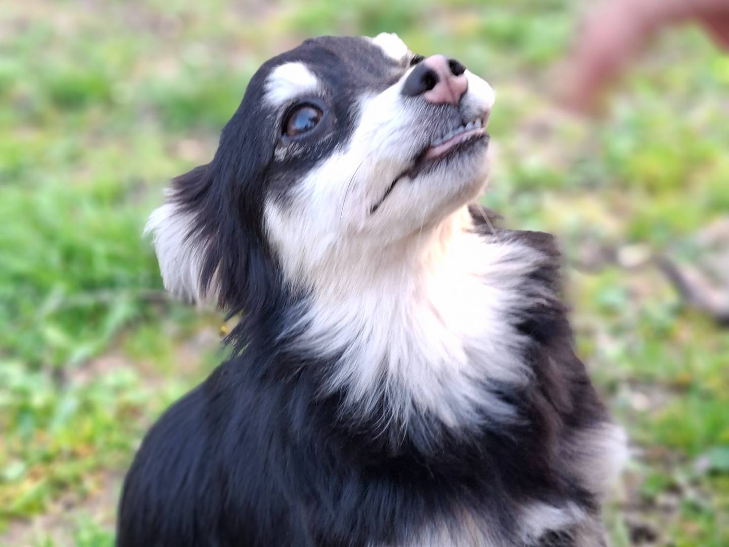 Adotta un cane, femmina, 8 mesi, Asti