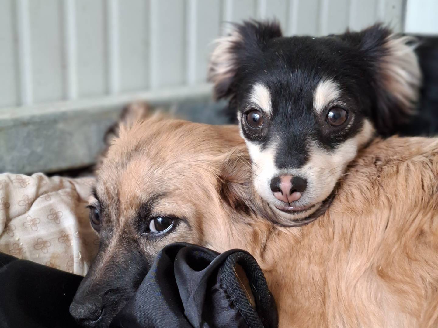 Adotta un cane, taglia piccola, femmina, Asti