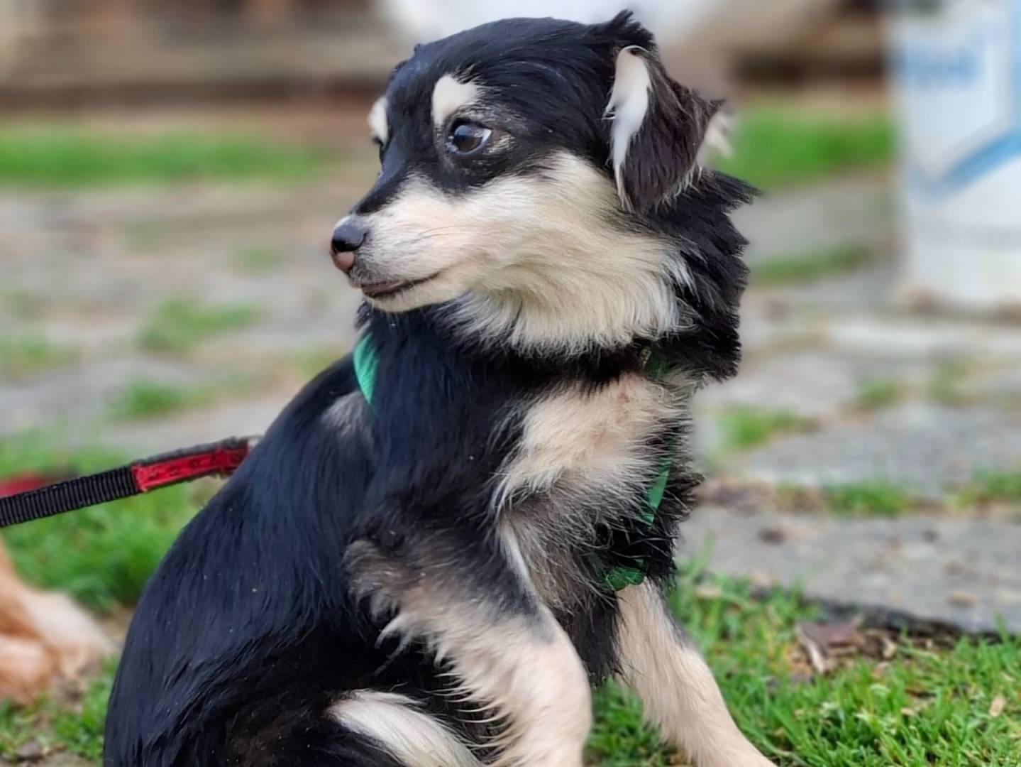 Vuoi adottare un cane a Asti?