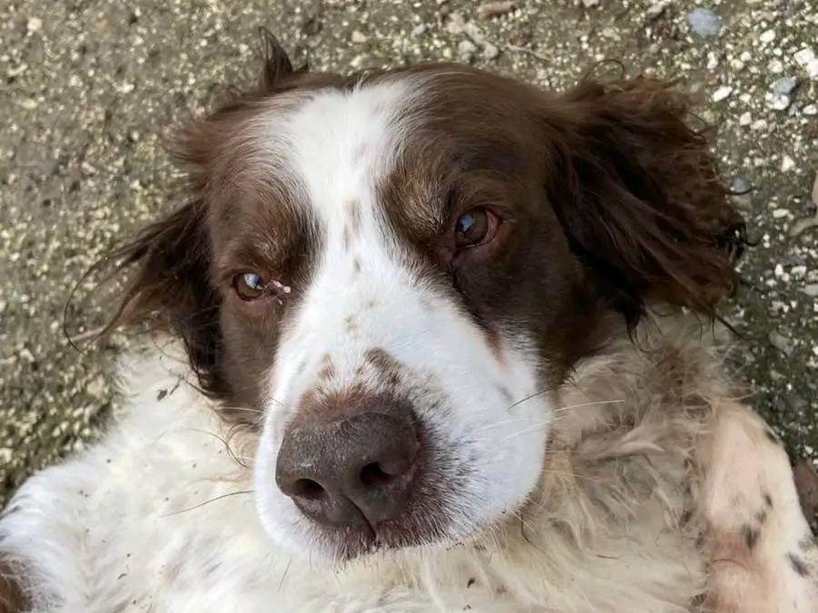 Adotta un cane, maschio, 9 anni e 10 mesi, Cremona