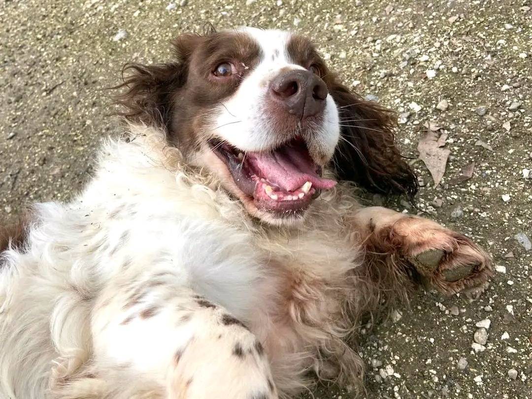 Adotta un cane, taglia media, maschio, Cremona