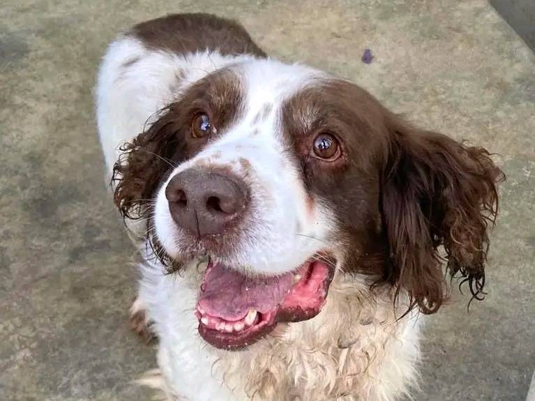 Vuoi adottare un cane a Cremona?