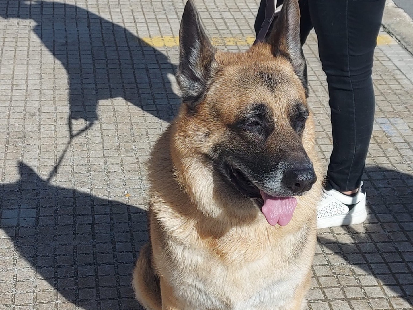 Adozione cane, maschio, Pastore tedesco Razza sconosciuta, 8 anni e 4 mesi, taglia gigante, Siracusa