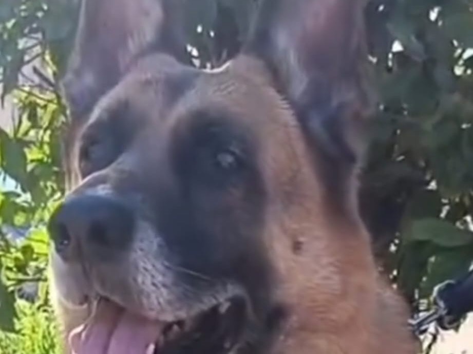 Adotta un cane, maschio, 8 anni e 4 mesi, Siracusa