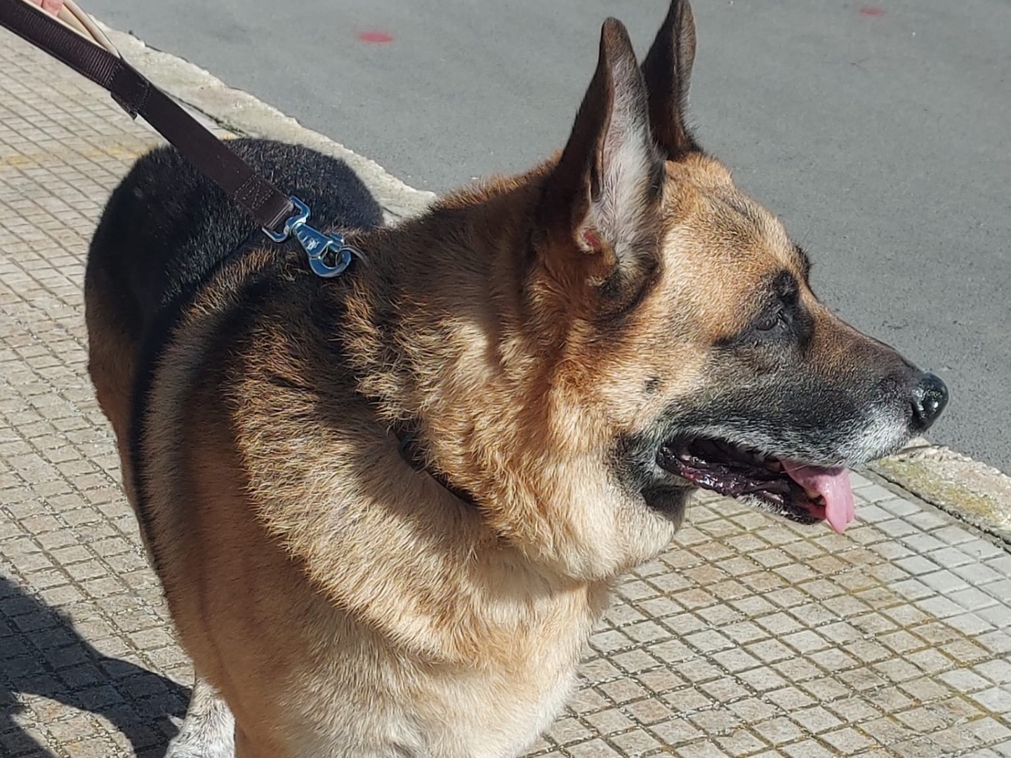 Adotta un cane, taglia gigante, maschio, Siracusa