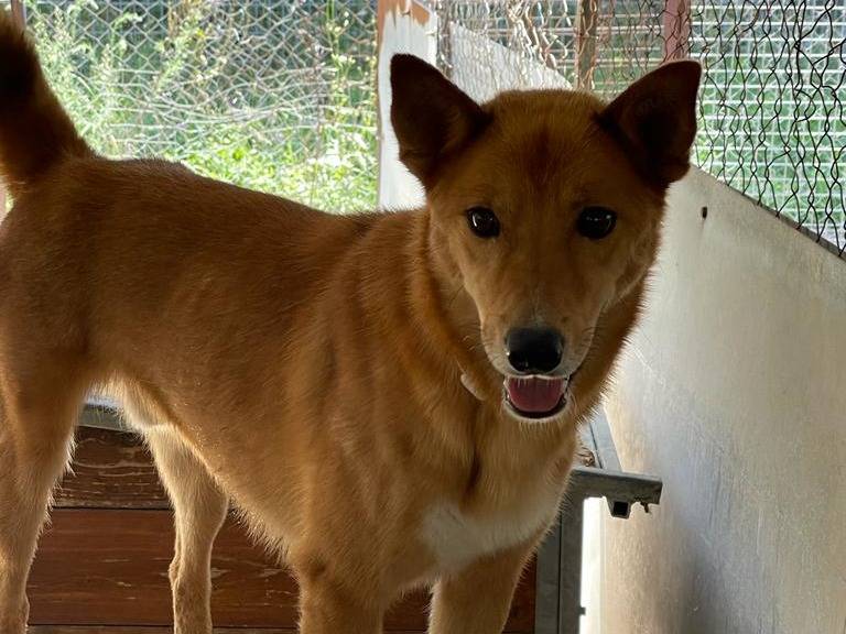 Adotta un cane, maschio, 5 anni e 2 mesi, Potenza