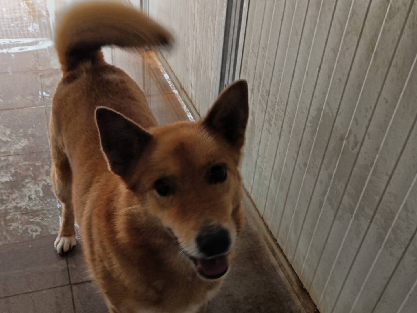 Adotta un cane, taglia media contenuta, maschio, Potenza