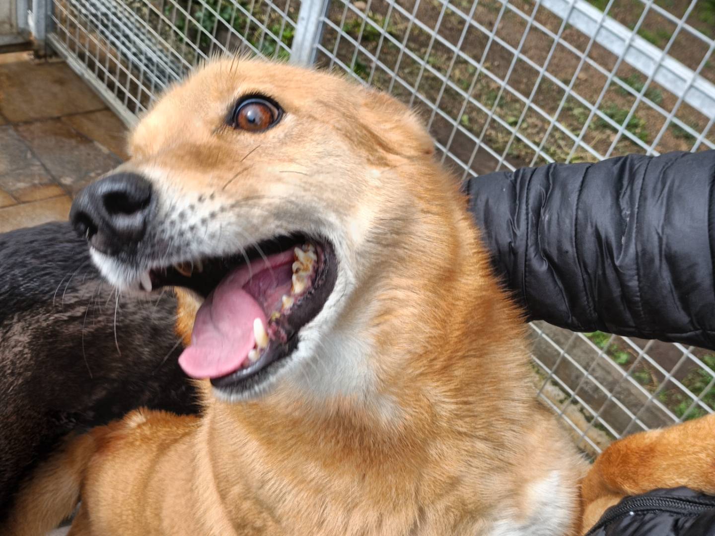Vuoi adottare un cane a Potenza?
