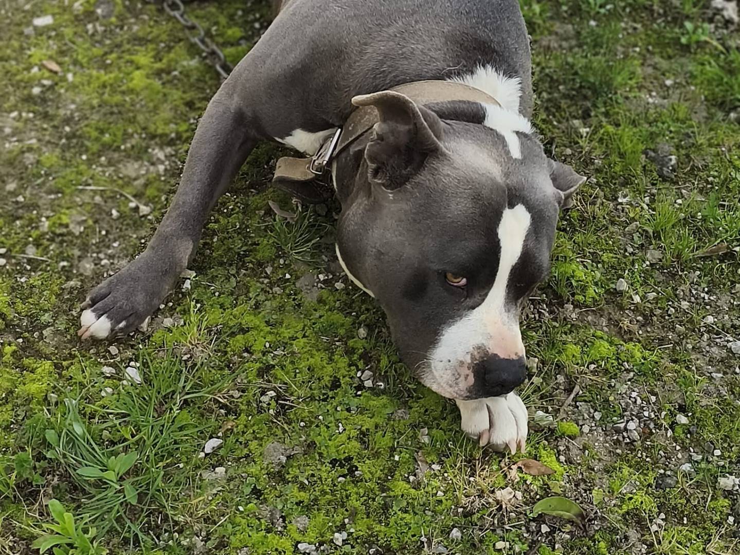 Adozione cane, maschio, Amstaff Razza sconosciuta, 2 anni e 7 mesi, taglia media, Latina