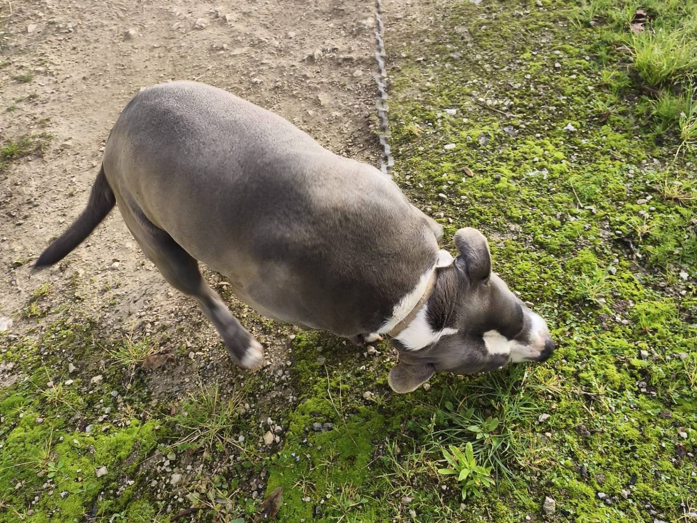 Adotta un cane, maschio, 2 anni e 7 mesi, Latina