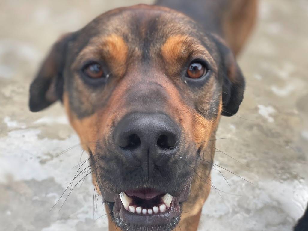 Adozione cane, maschio, Segugio austriaco Segugio maremmano, 3 anni, taglia media, Napoli