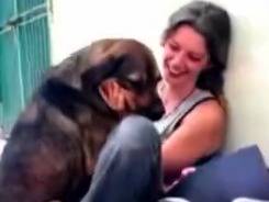 Adotta un cane, maschio, 3 anni, Napoli