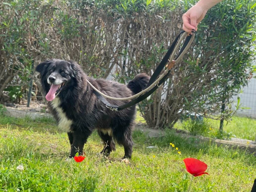 Vuoi adottare un cane a Napoli?