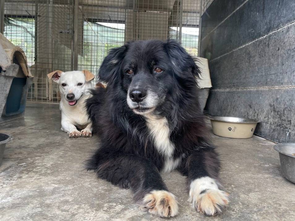 Adotta il cane ALMA a Napoli
