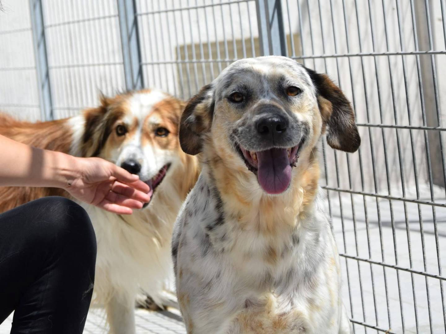 Adozione cane, maschio, Razza sconosciuta Razza sconosciuta, 4 anni e 9 mesi, taglia media, Chieti