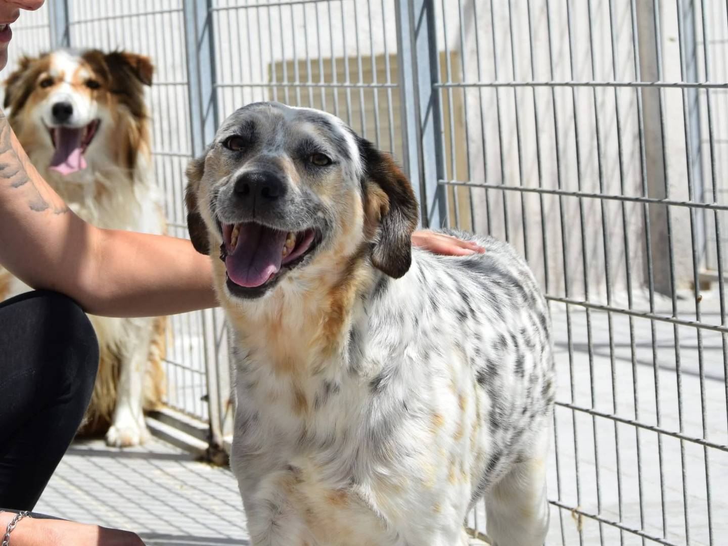Adotta un cane, maschio, 4 anni e 9 mesi, Chieti