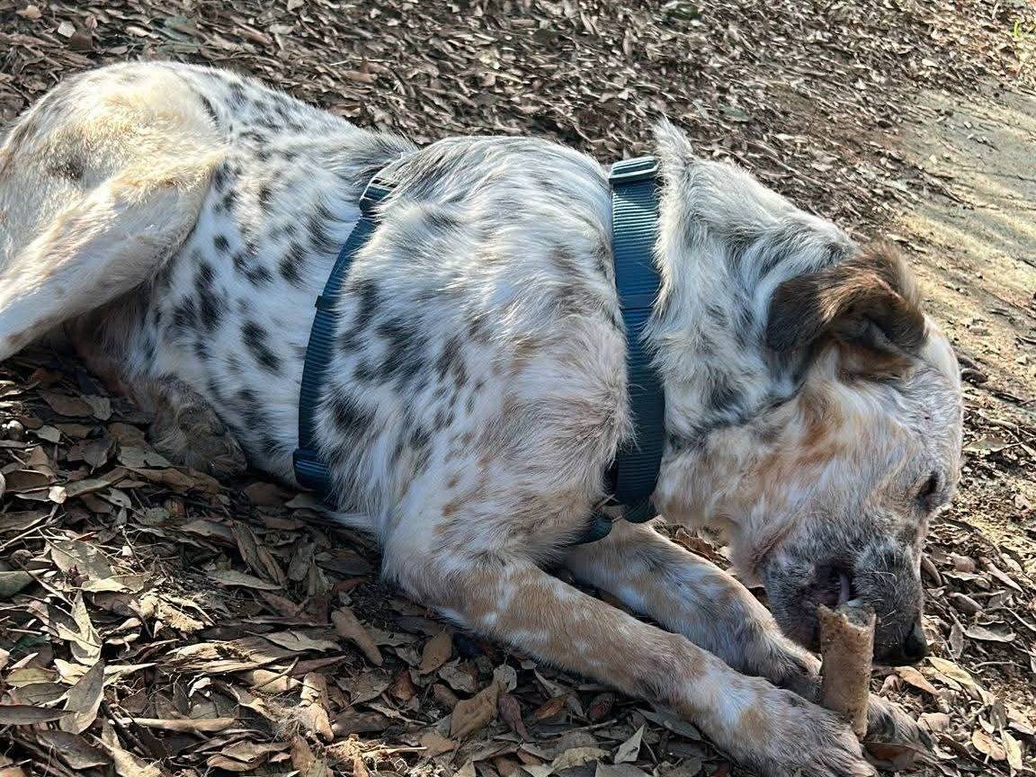 Vuoi adottare un cane a Chieti?