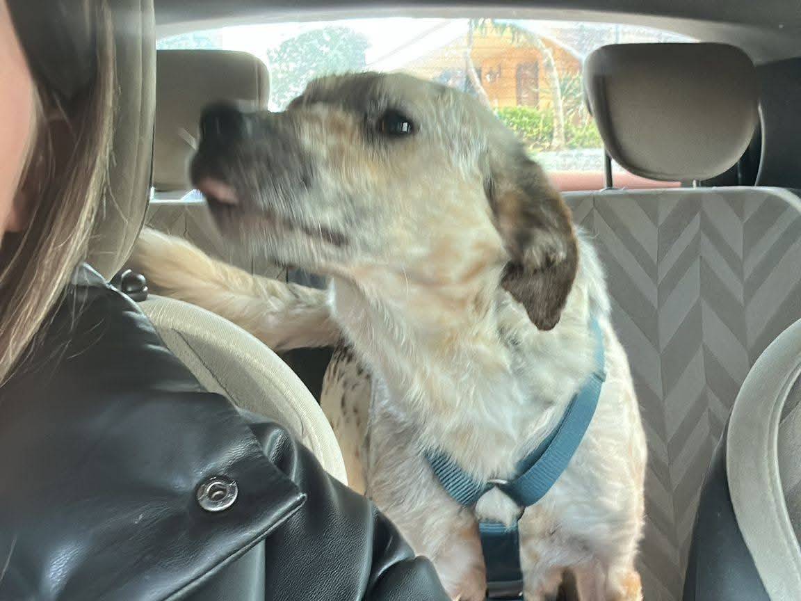 Adotta il cane PunTino a Chieti