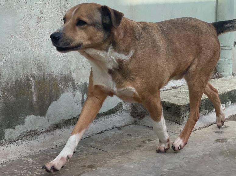 Vuoi adottare un cane a Napoli?