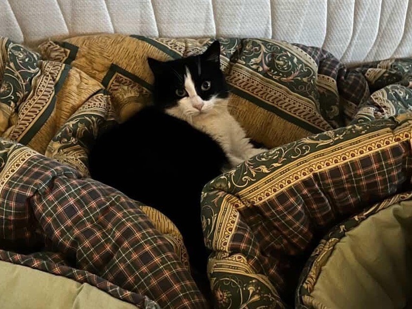 Adozione gatto, maschio, Razza sconosciuta Razza sconosciuta, 11 mesi, taglia non valida, Teramo