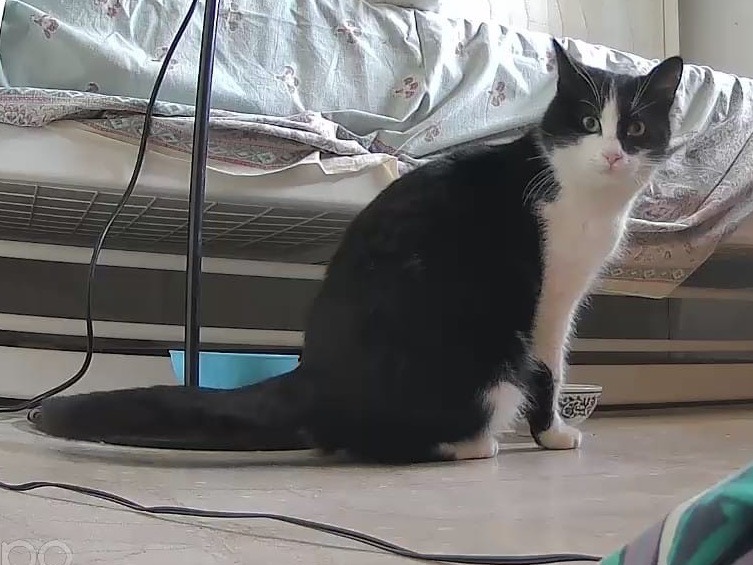 Adotta un gatto, maschio, 11 mesi, Teramo