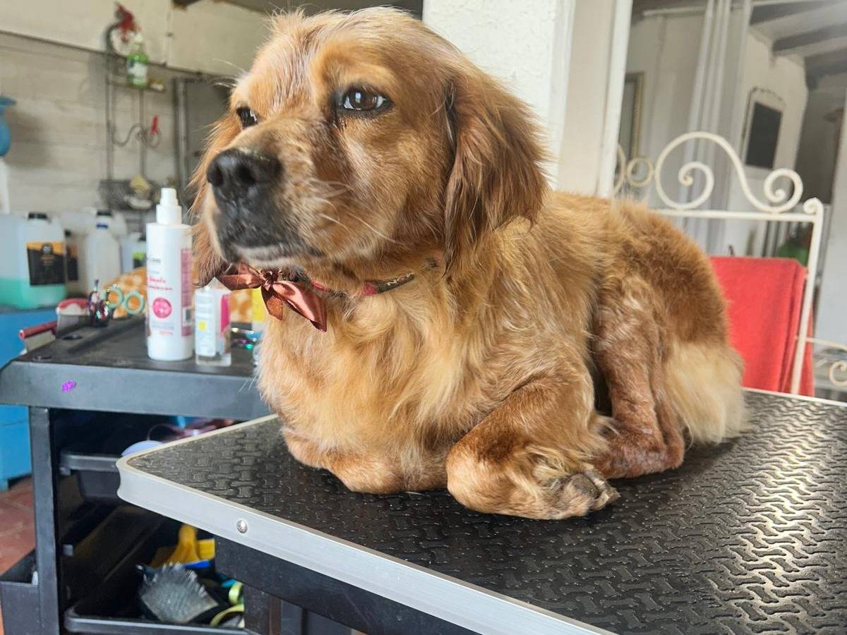 Adozione cane, femmina, Breton Razza sconosciuta, 3 anni e 6 mesi, taglia media contenuta, Latina