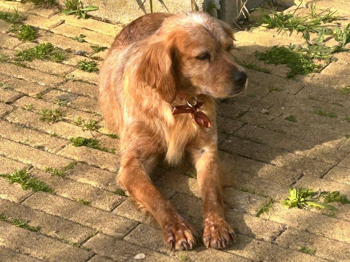 Adotta un cane, femmina, 3 anni e 6 mesi, Latina