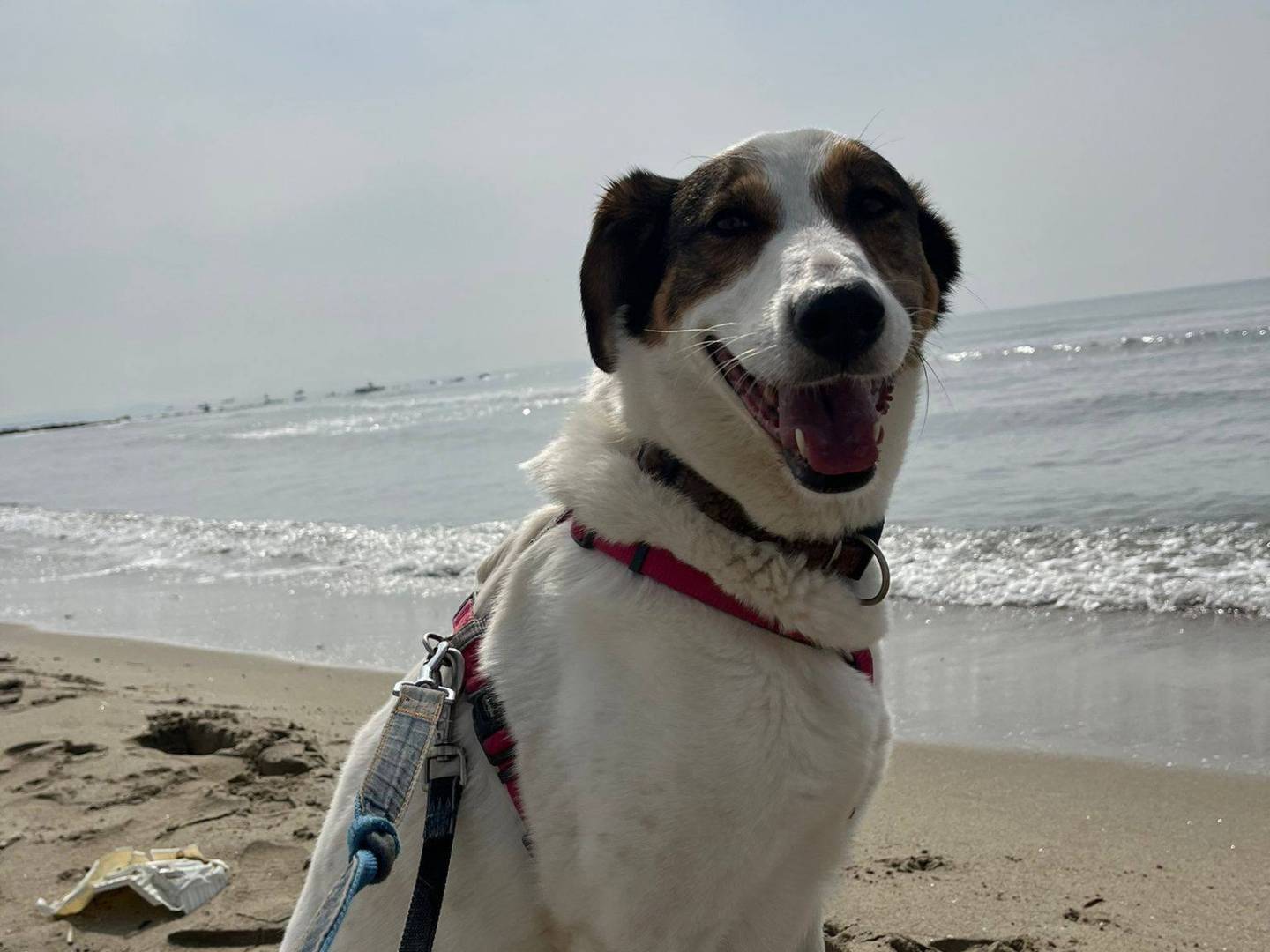 Adotta un cane, femmina, 7 anni e 1 mese, Caserta