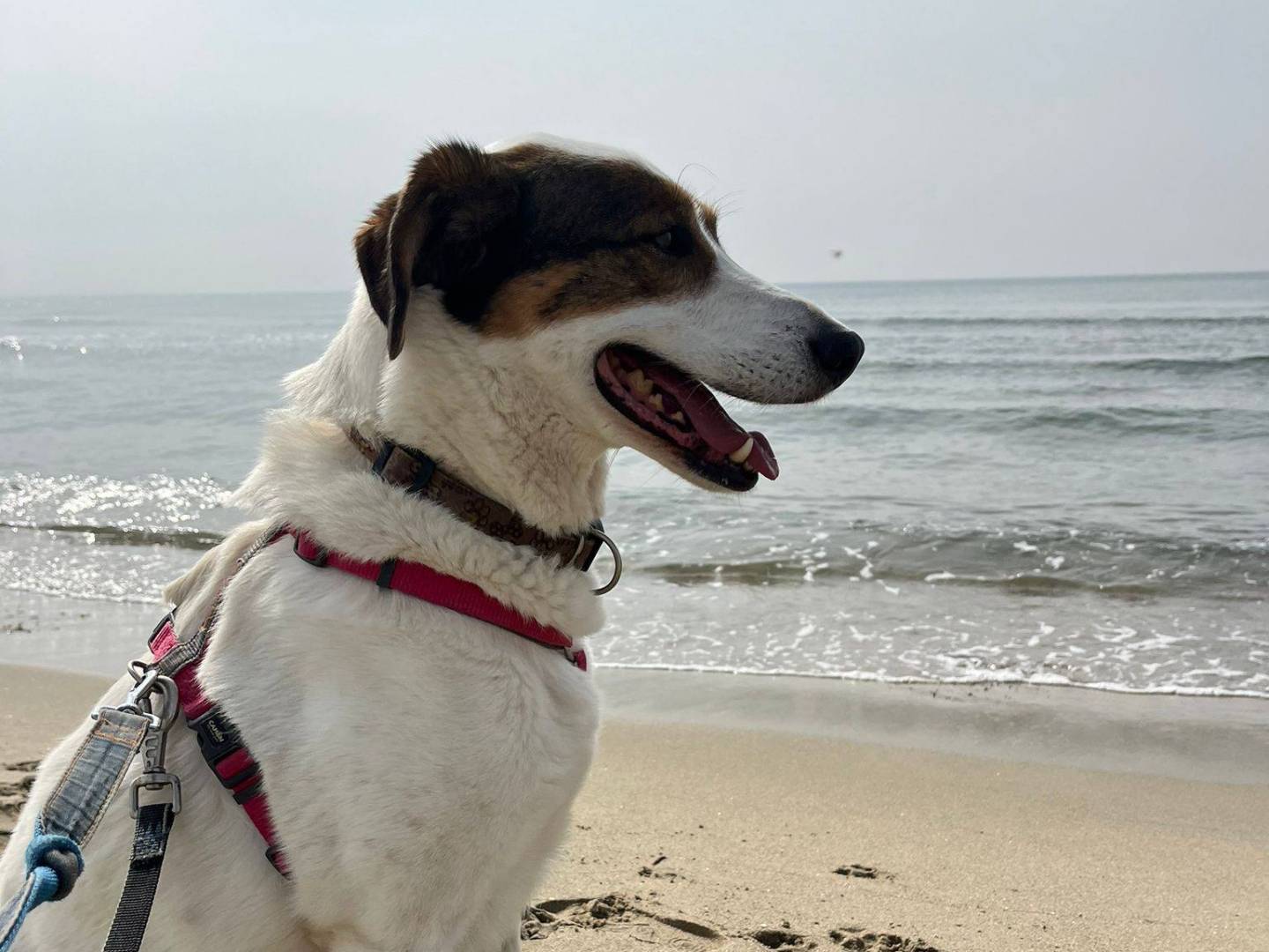 Vuoi adottare un cane a Caserta?