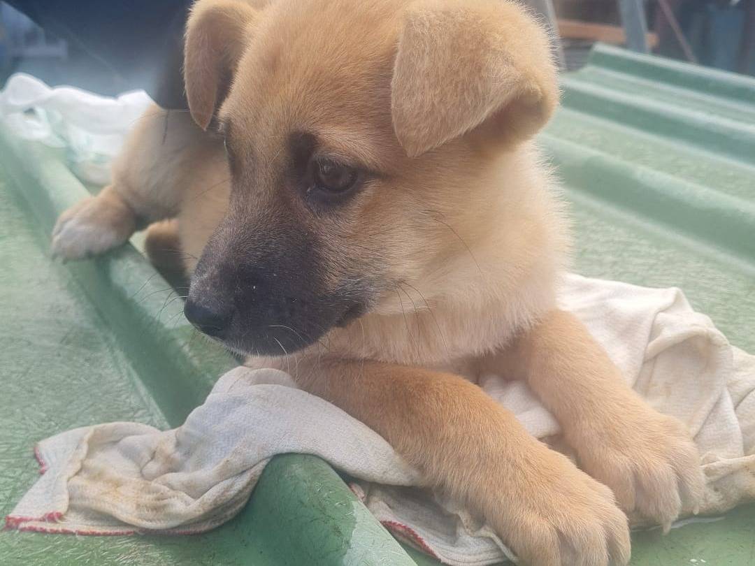 Adozione cane, femmina, Razza sconosciuta Razza sconosciuta, 4 mesi, taglia media, Vibo