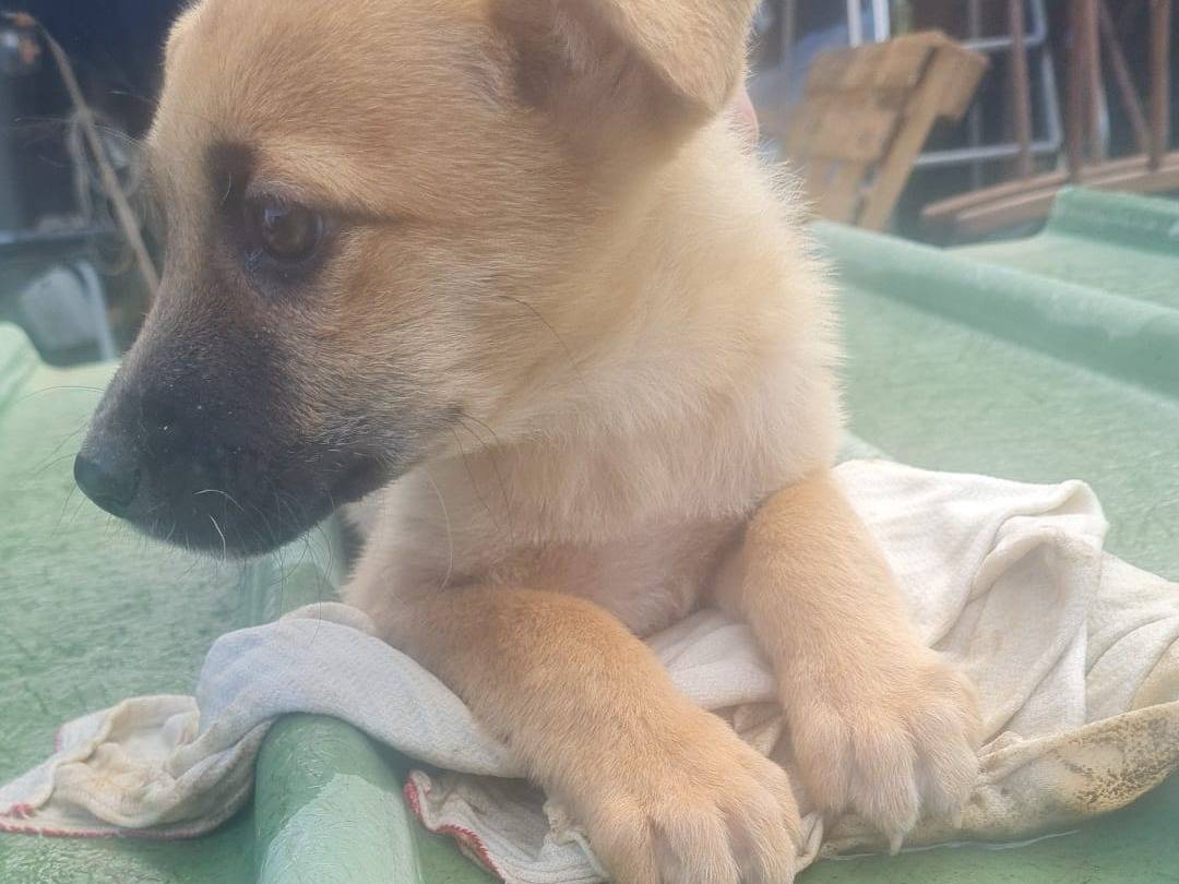 Adotta un cane, femmina, 4 mesi, Vibo