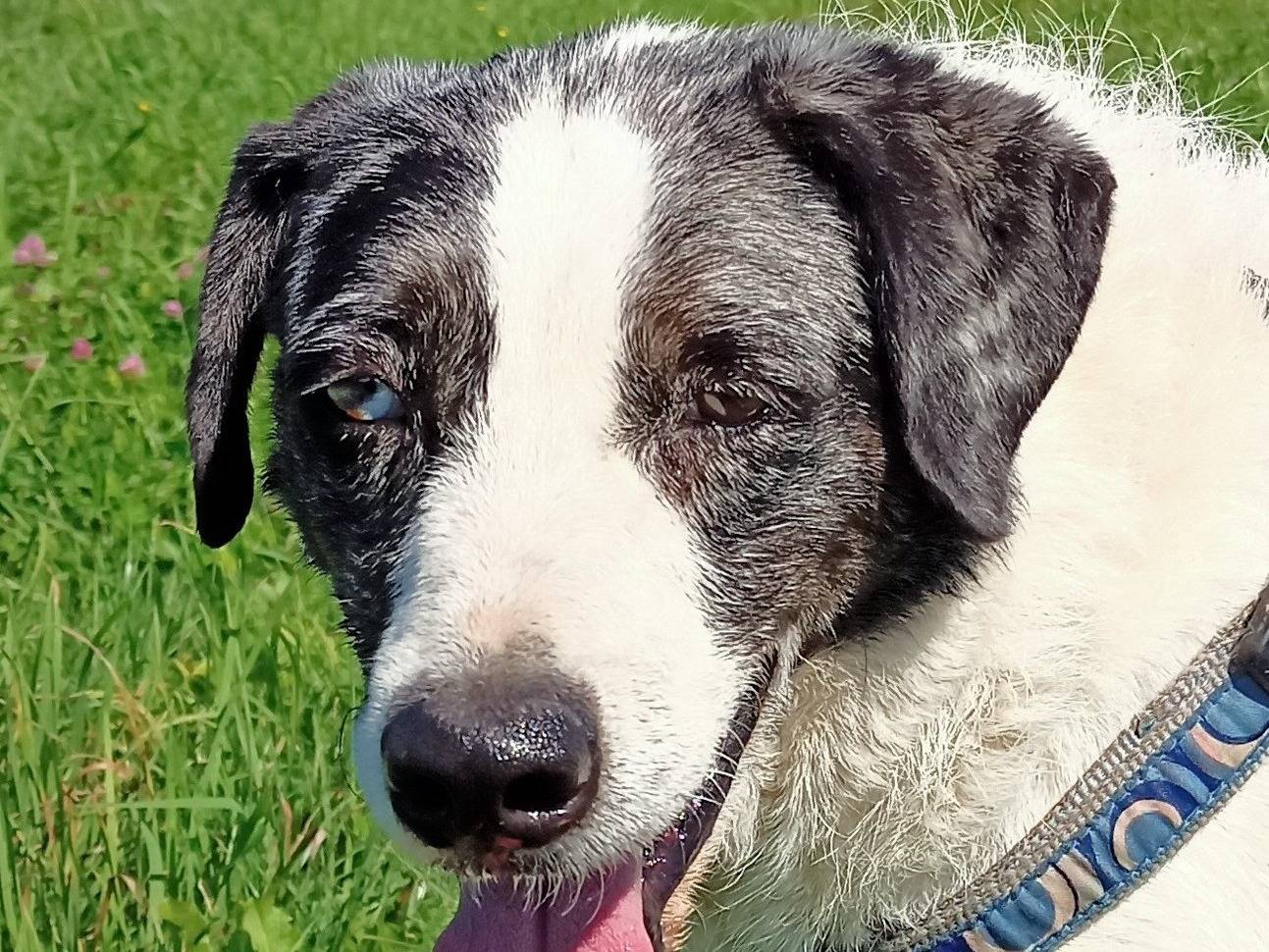 Adozione cane, maschio, Razza sconosciuta Razza sconosciuta, 8 anni, taglia media, Milano