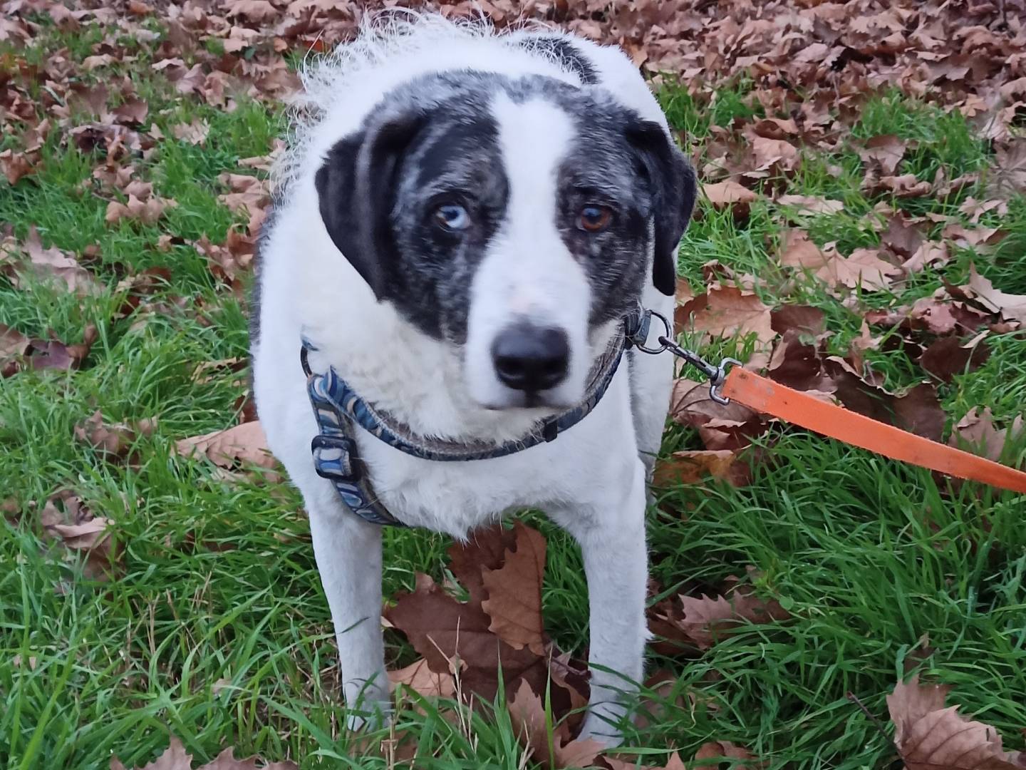 Adotta un cane, maschio, 8 anni, Milano