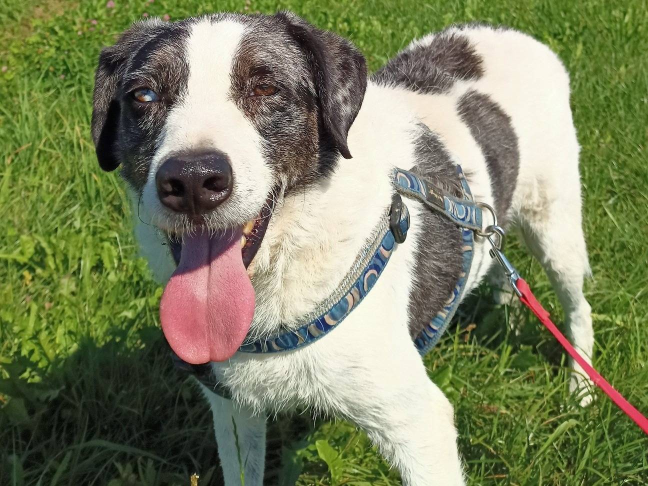 Adotta un cane, taglia media, maschio, Milano