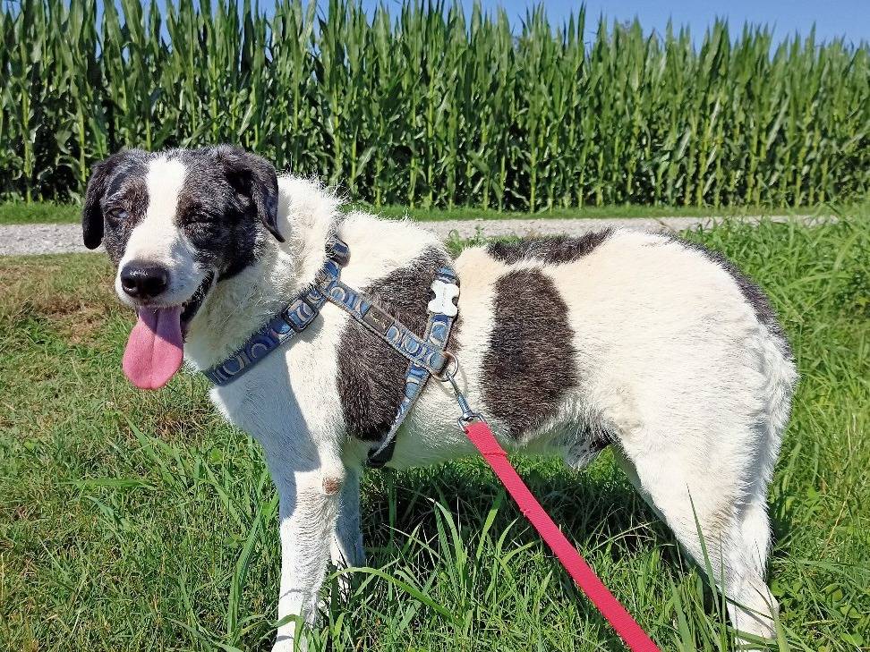 Vuoi adottare un cane a Milano?