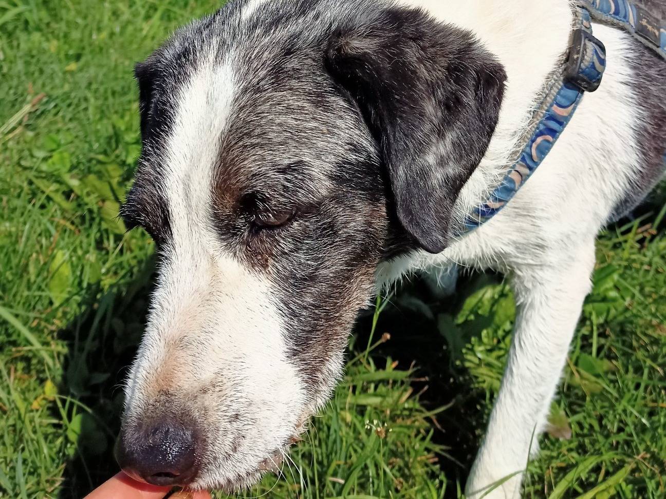 Adotta il cane Sam a Milano