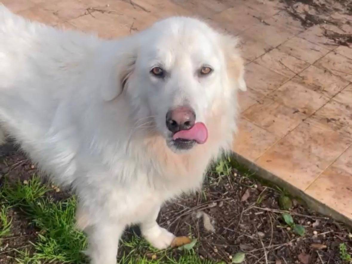 Adozione cane, femmina, Razza sconosciuta Razza sconosciuta, 5 anni e 8 mesi, taglia grande, Latina