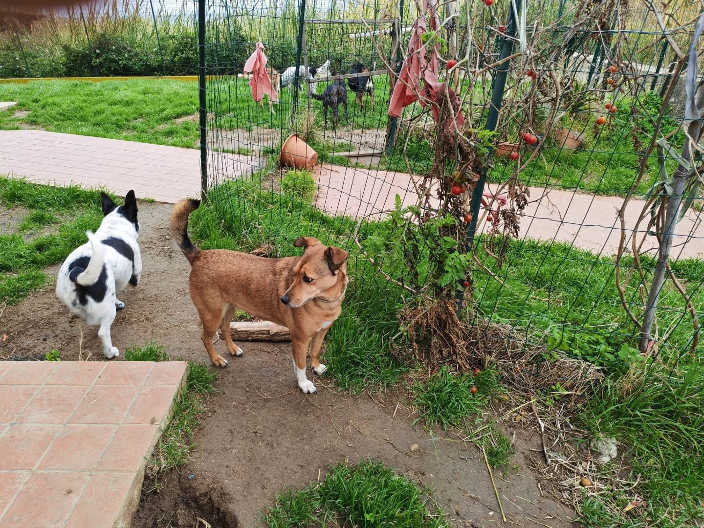 Adotta un cane, femmina, 8 anni e 1 mese, Vibo