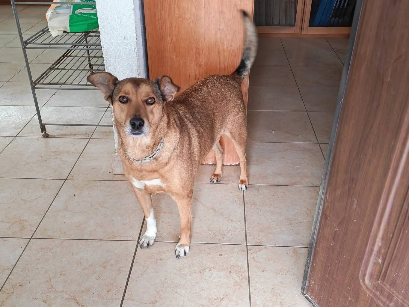 Adotta un cane, taglia media contenuta, femmina, Vibo