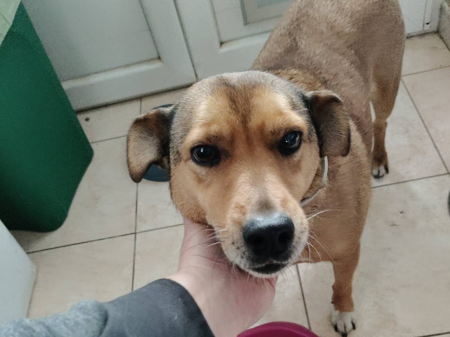 Vuoi adottare un cane a Vibo?