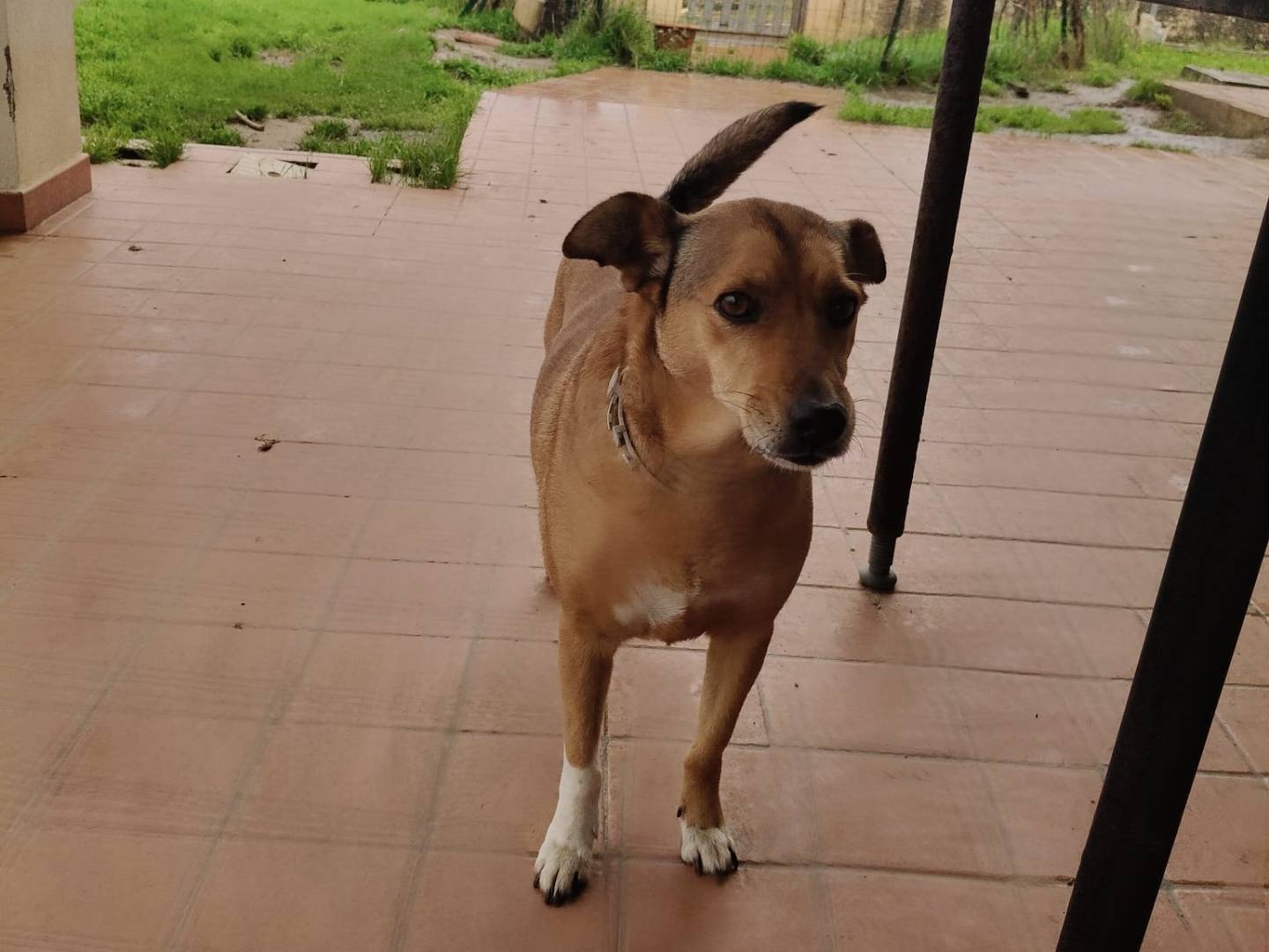 Adotta il cane LINDA  a Vibo