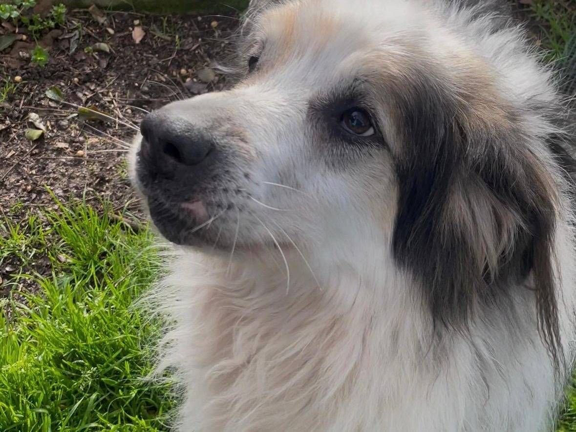 Adozione cane, maschio, Razza sconosciuta Razza sconosciuta, 11 anni e 3 mesi, taglia grande, Latina