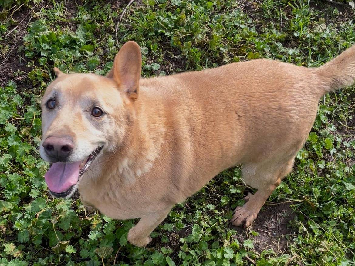 Adozione cane, maschio, Razza sconosciuta Razza sconosciuta, 10 anni e 10 mesi, taglia media, Latina
