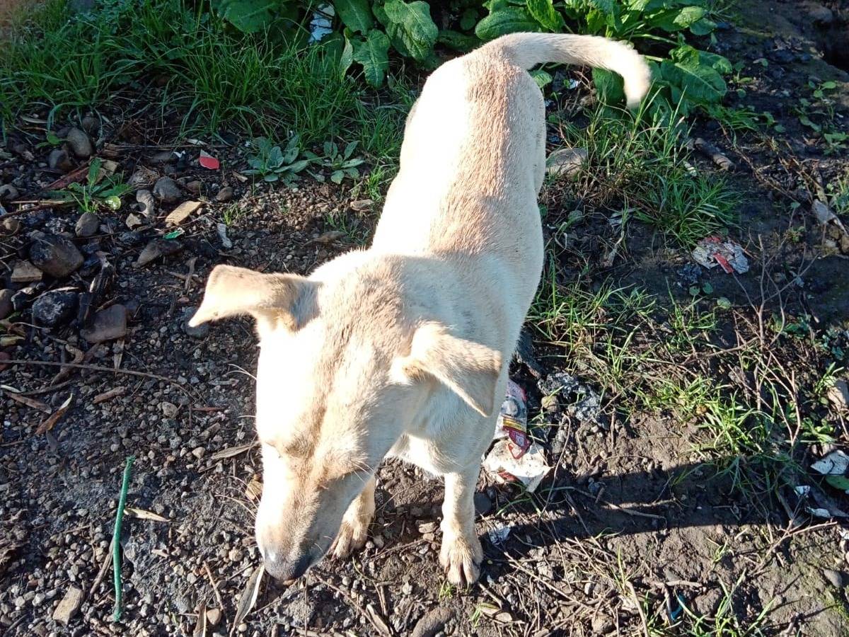 Adotta un cane, taglia media, femmina, Vibo