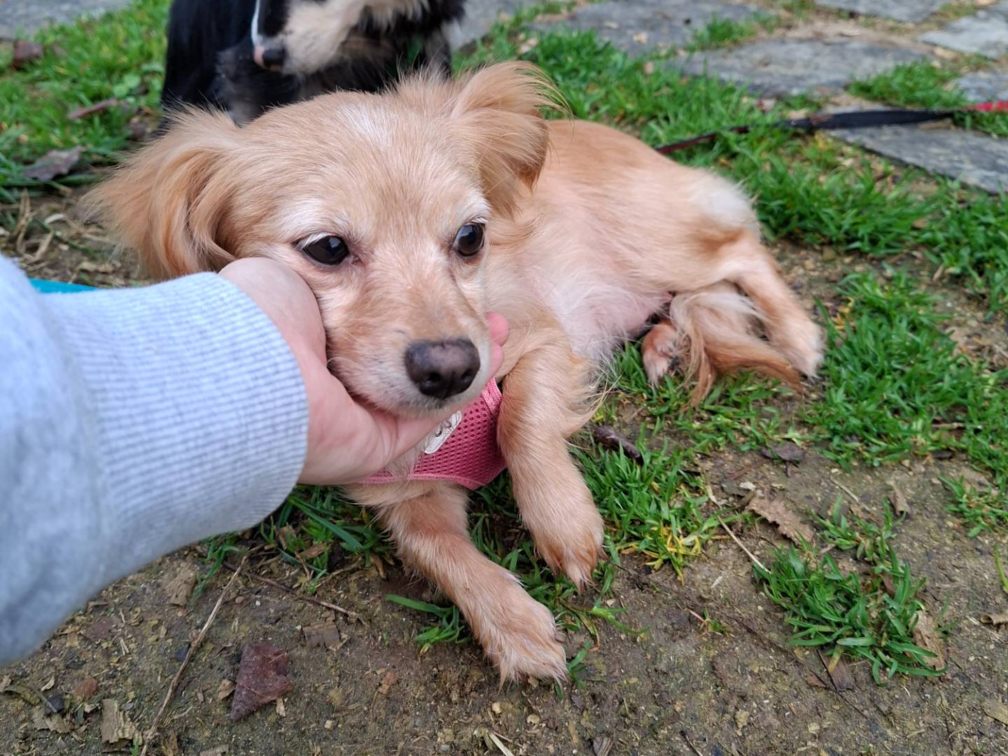 Adozione cane, femmina, Razza sconosciuta Razza sconosciuta, 3 anni e 3 mesi, taglia piccola, Asti