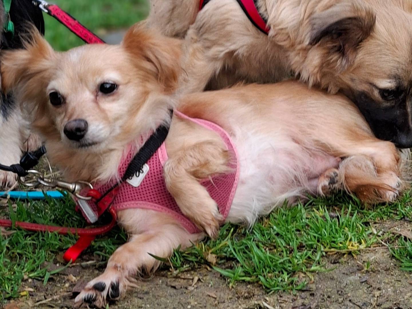 Adotta un cane, femmina, 3 anni e 3 mesi, Asti