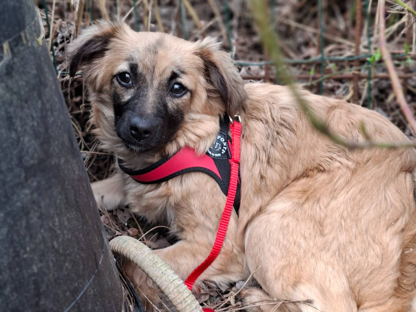Adozione cane, femmina, Razza sconosciuta Razza sconosciuta, 10 mesi, taglia piccola, Asti