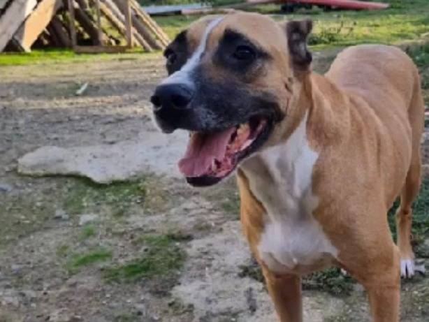 Adozione cane, femmina, Razza sconosciuta Razza sconosciuta, 8 anni e 6 mesi, taglia grande, Vibo