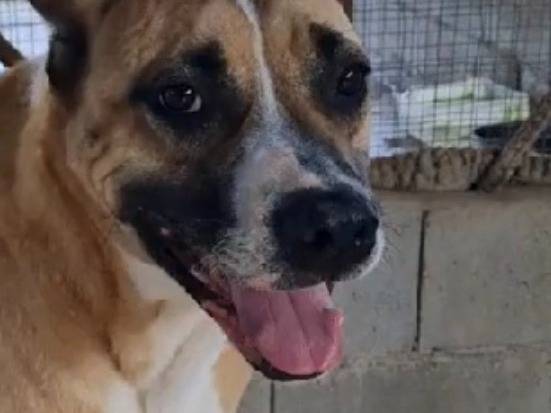 Adotta un cane, femmina, 8 anni e 6 mesi, Vibo